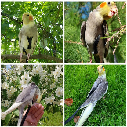 Training Flying Traction Rope Anti-Bite Training Rope Bird Leash Parrot Flying Rope Parrot Harness Bird Harness Leash